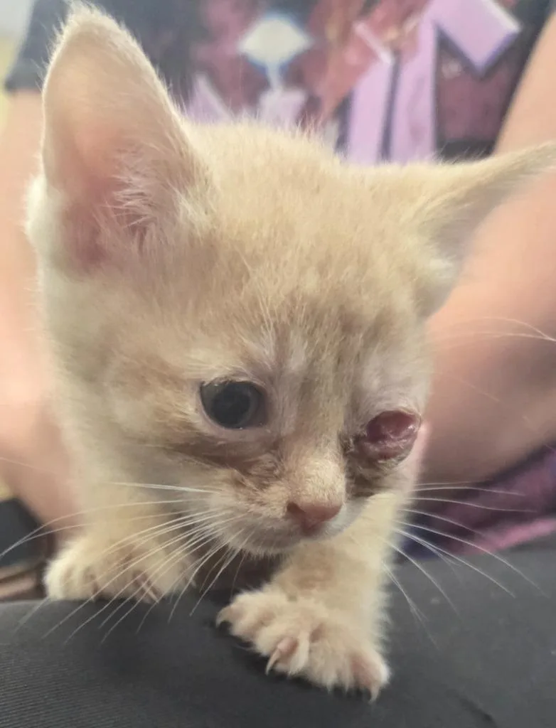 A baby small-sized male Domestic Short Hair cat named Stihl for adoption in Olean, NY