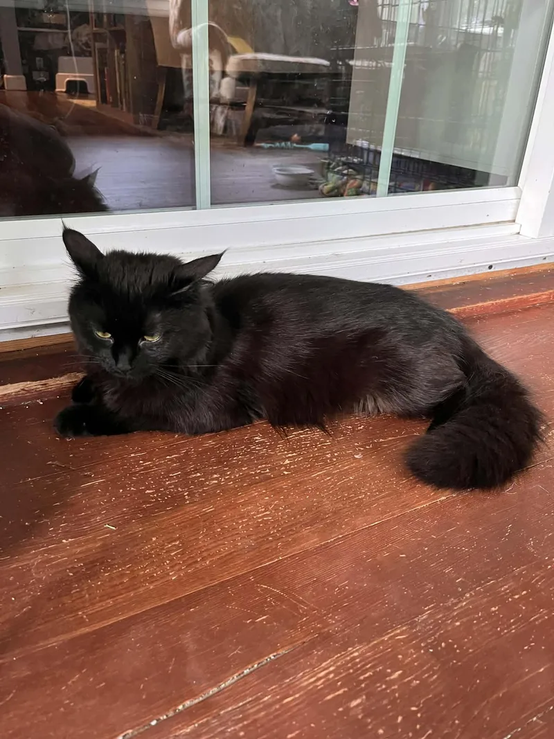 A young medium-sized female Black Domestic Long Hair cat named Alexis for adoption in hinckley, IL