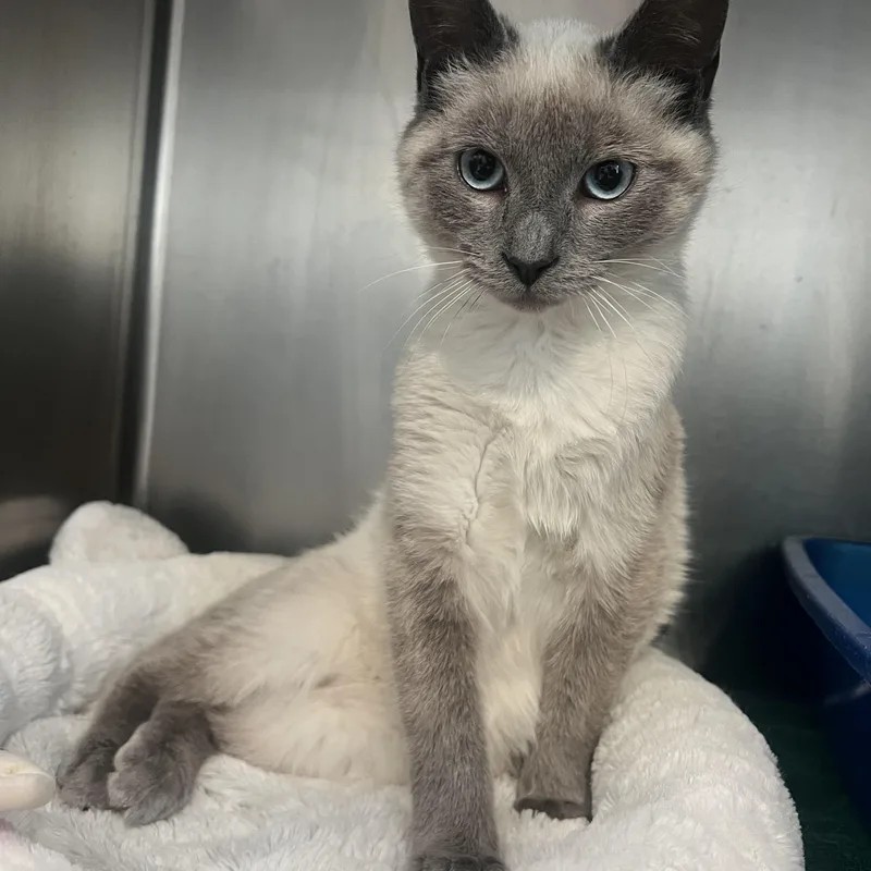 A young medium-sized male Buff / Tan / Fawn Domestic Short Hair cat named Korok for adoption in Berryville, VA