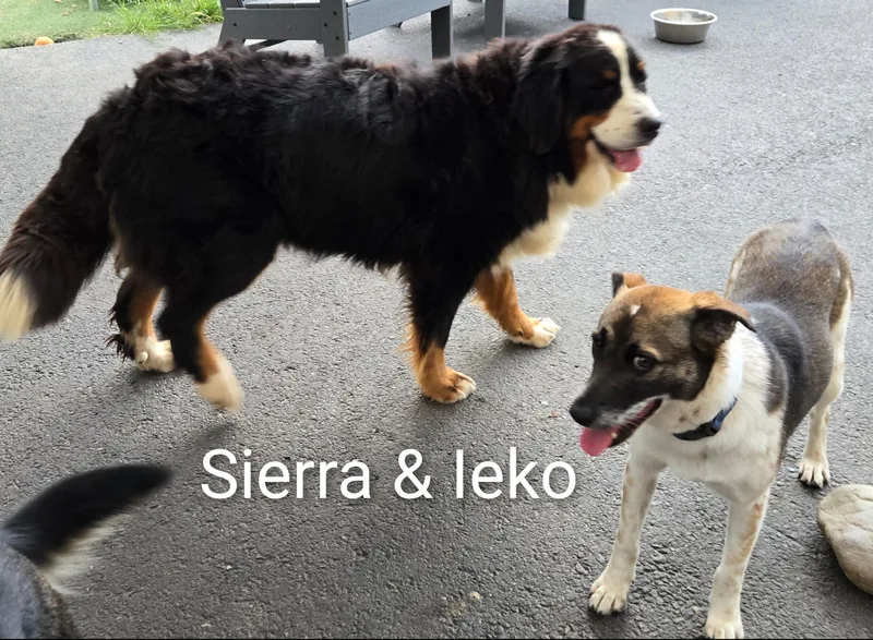 An adult large-sized female Tricolor (Brown, Black, & White) Bernese Mountain Dog dog named Sierra for adoption in Fredericksburg, VA
