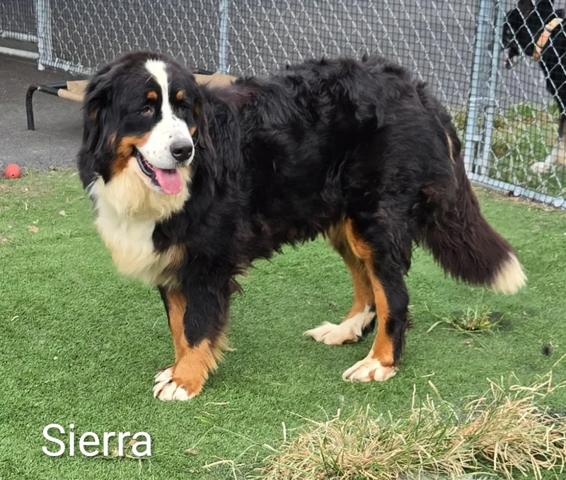 Sierra thumbnail 2