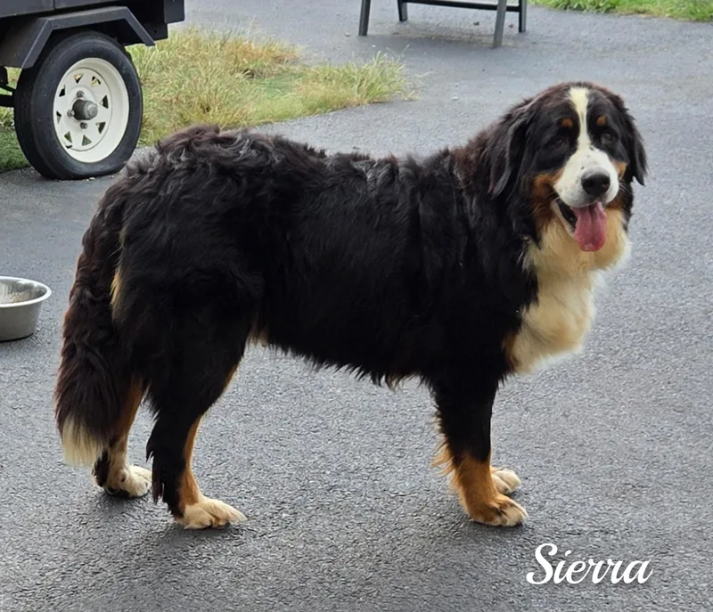 Sierra thumbnail 5