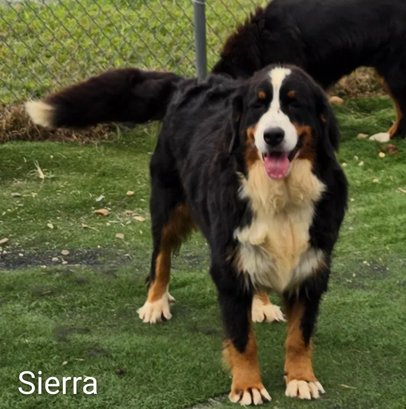Sierra thumbnail 6