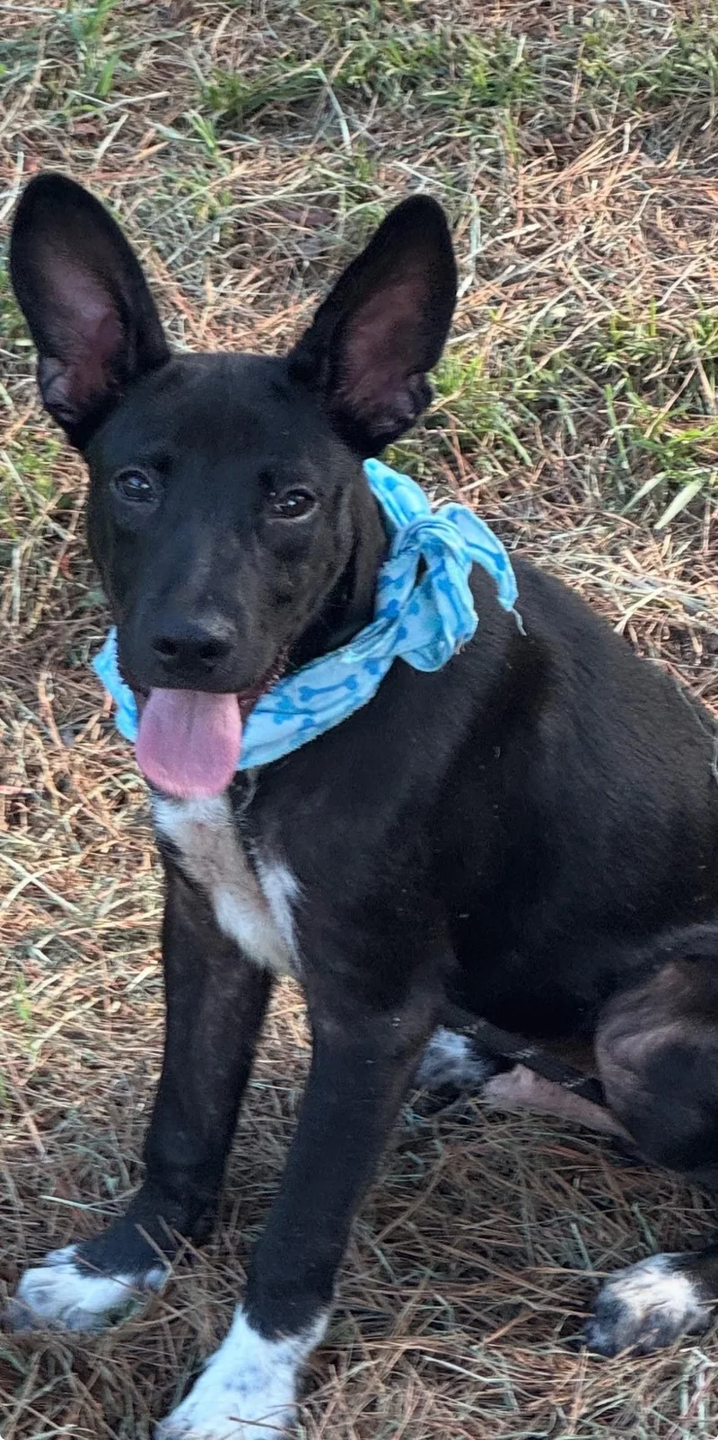 A young medium-sized male Australian Kelpie dog named Billy for adoption in Shillington, PA