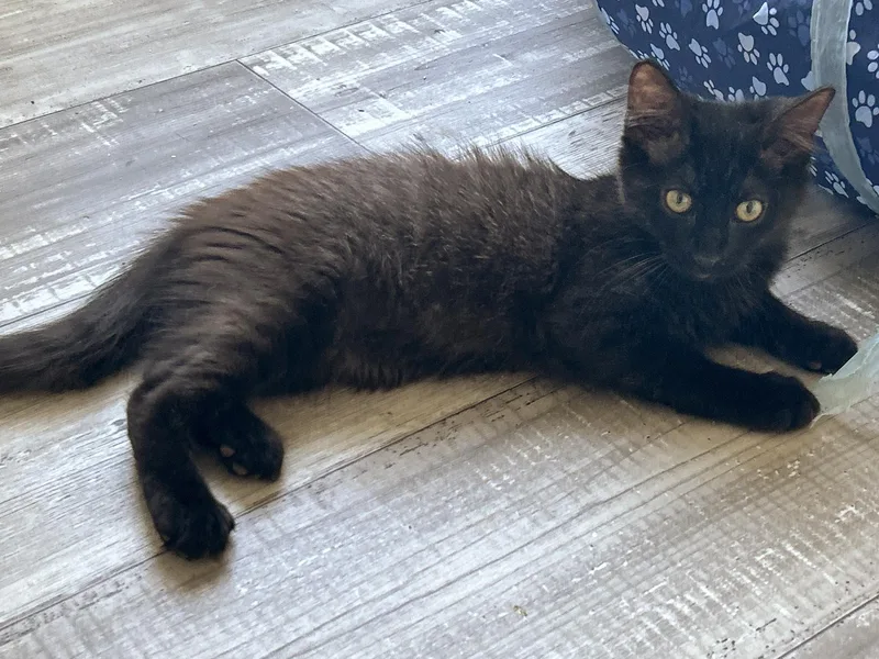 A baby large-sized male Black Norwegian Forest Cat cat named Scooby for adoption in LAMPASAS, TX