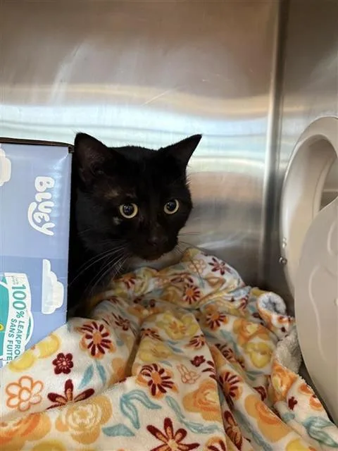 An adult medium-sized male Domestic Short Hair cat named Hank for adoption in Sugar Land, TX