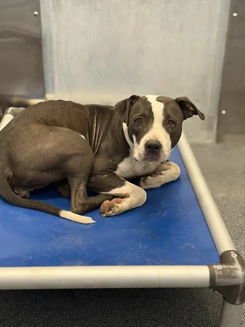 A young medium-sized female Mixed Breed dog named Tulsi for adoption in Dallas, TX