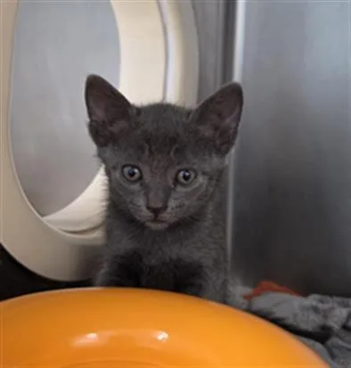 A baby small-sized female Domestic Short Hair cat named Liri for adoption in Fort Walton Beach, FL