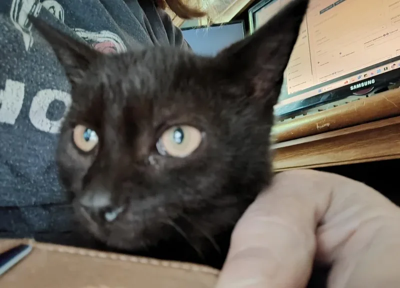 A baby small-sized male Black Domestic Short Hair cat named Rocco for adoption in Southbury, CT