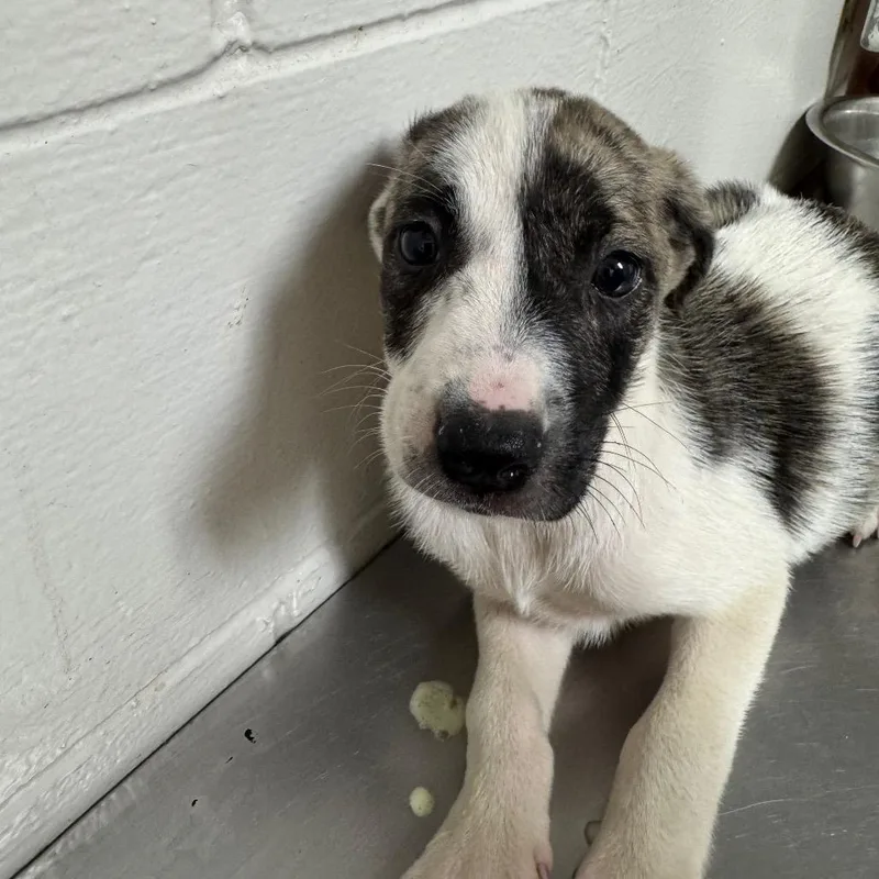 Pupperoni