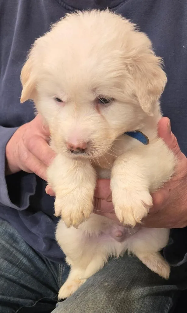 A baby small-sized male Labrador Retriever dog named Sarge for adoption in Thompson Falls, MT