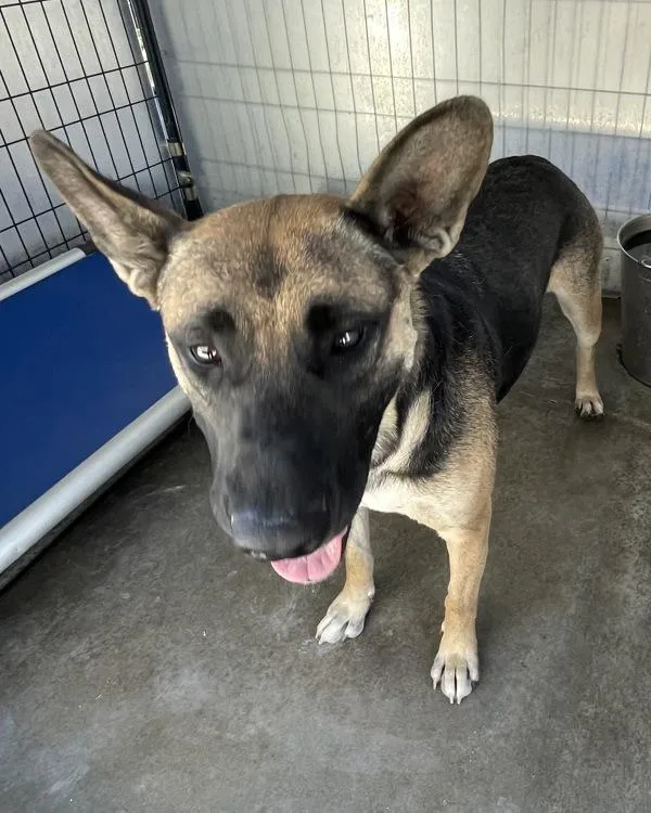 An adult large-sized female German Shepherd Dog dog named Moggy for adoption in Victorville, CA