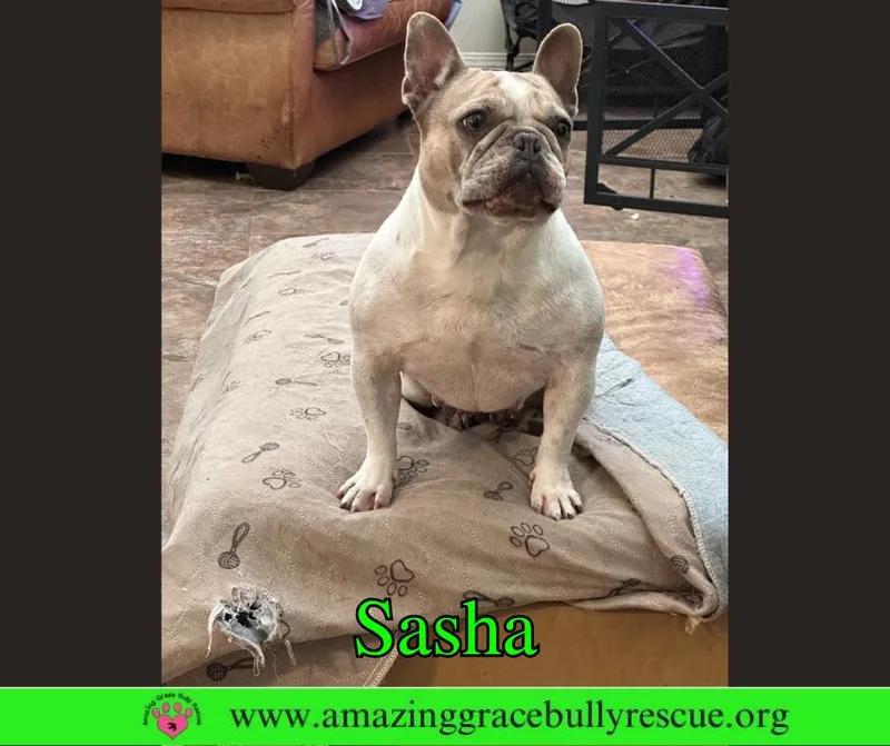 An adult medium-sized female French Bulldog dog named Sasha for adoption in Pensacola, FL