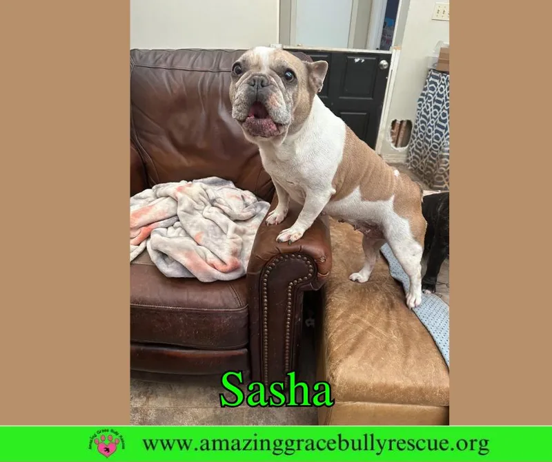 Sasha thumbnail 3