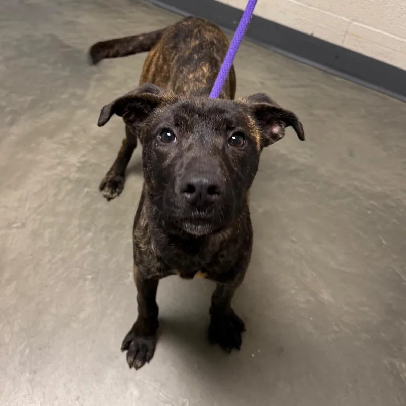 A young medium-sized female Brown / Chocolate Mixed Breed dog named Elowyn for adoption in DeKalb, IL