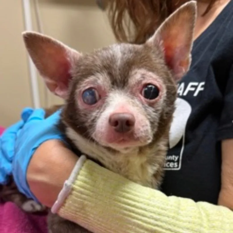 Paco thumbnail 2
