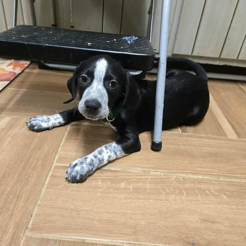 A baby medium-sized male Pointer dog named Jospeh for adoption in Jarrettsville, MD