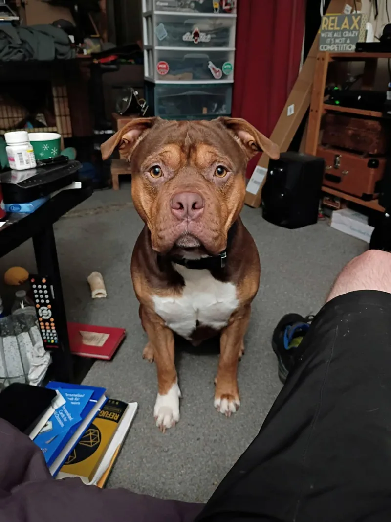 A young medium-sized male Mixed Breed dog named Diggles for adoption in Shelton, WA