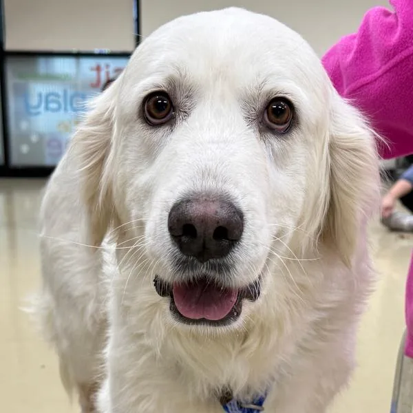 An adult medium-sized female Great Pyrenees dog named Kimber for adoption in Des Moines, IA