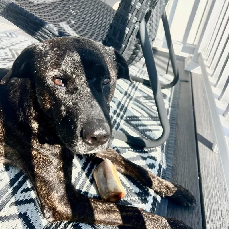 An adult medium-sized male Mixed Breed dog named Zeus for adoption in Sandwich, MA