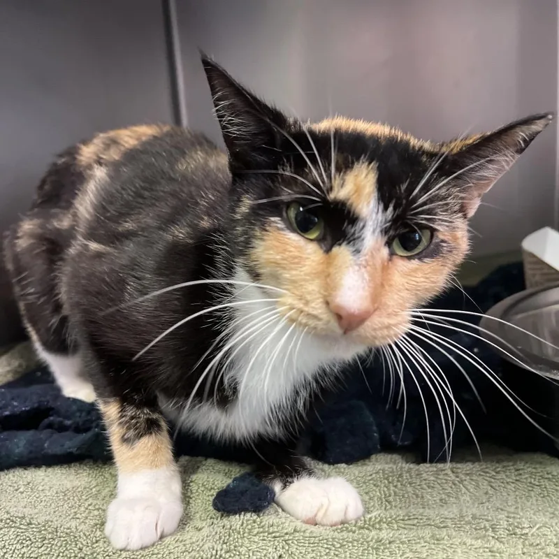 A young medium-sized female Tortoiseshell Domestic Short Hair cat named Tort for adoption in Naples, FL