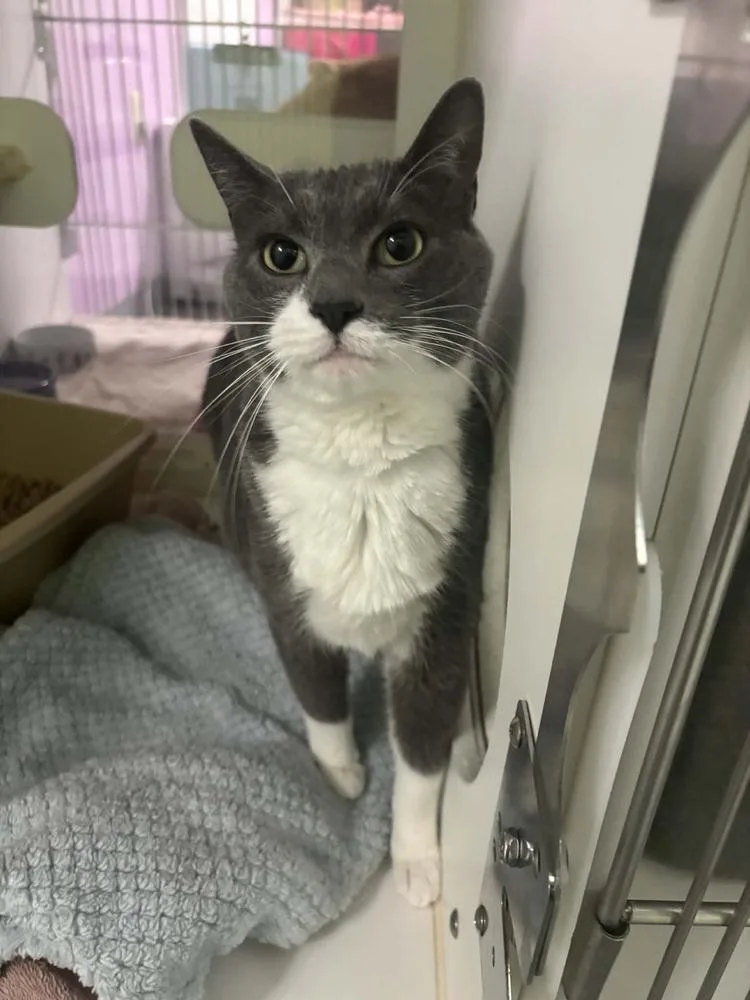 An adult medium-sized male Gray & White Domestic Short Hair cat named Jax for adoption in Muskegon, MI