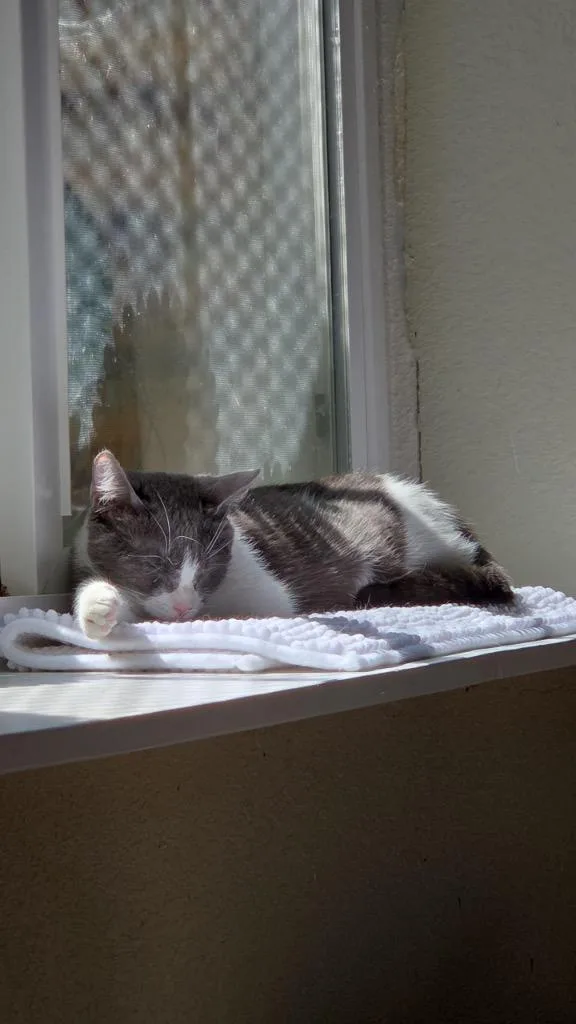 A young medium-sized female Domestic Short Hair cat named Greenleaf for adoption in Fort Lupton, CO
