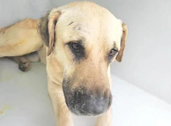 An adult large-sized male Anatolian Shepherd dog named A for adoption in Houston, TX