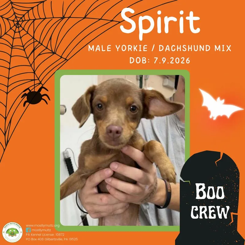A baby small-sized male Yorkshire Terrier dog named Spirit for adoption in Pottstown, PA