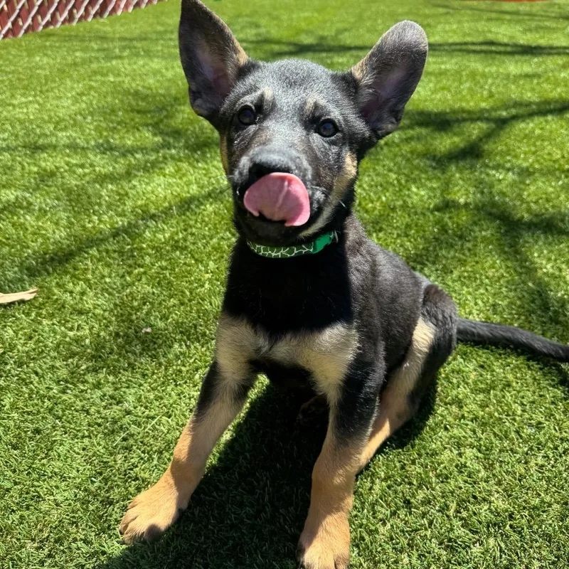 A baby small-sized female Brown / Chocolate German Shepherd Dog dog named Pepita for adoption in Buellton, CA