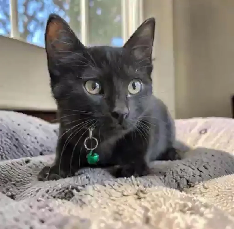 A baby medium-sized female Black Domestic Short Hair cat named Ivy for adoption in Fort Worth, TX
