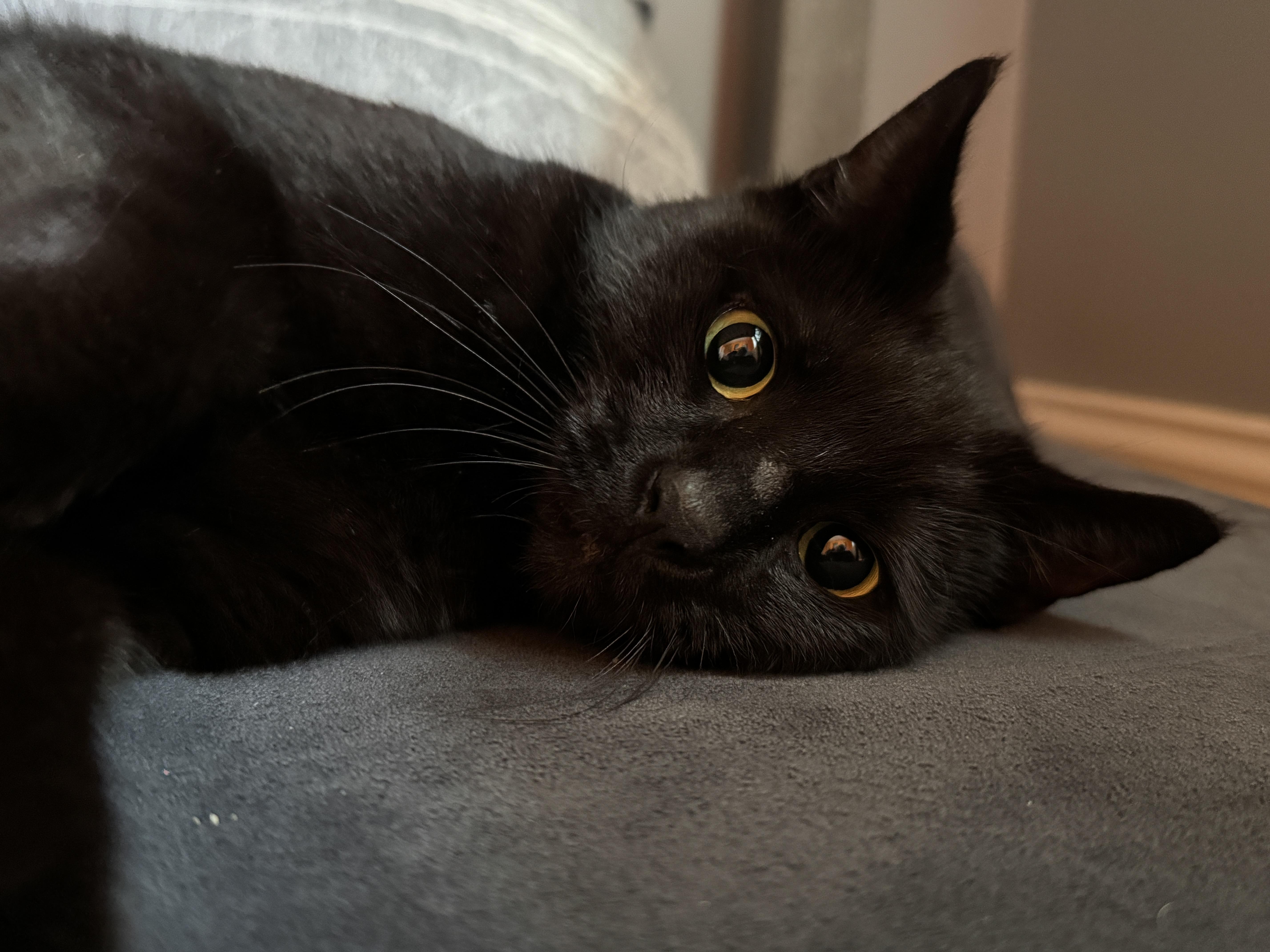 An adult medium-sized female Domestic Short Hair cat named Foundheart for adoption in Chesapeake Beach, MD