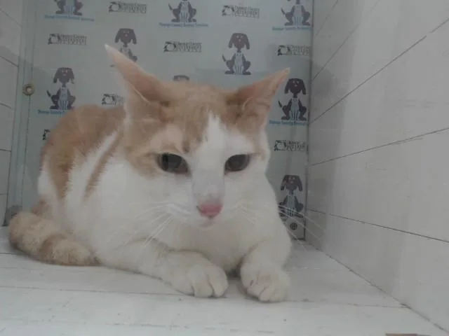 An adult medium-sized male Domestic Short Hair cat named Taz for adoption in Orlando, FL