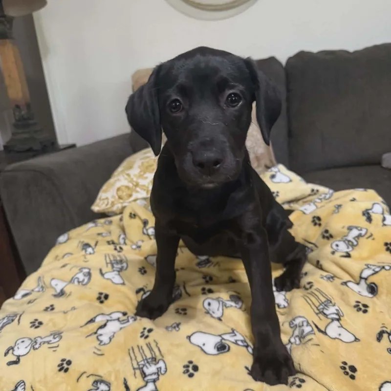 Ramona