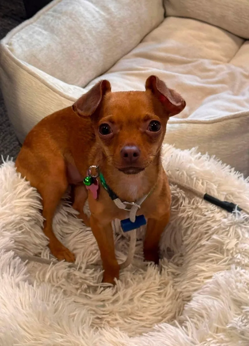 An adult small-sized female Chihuahua dog named Tasha for adoption in Bothell, WA