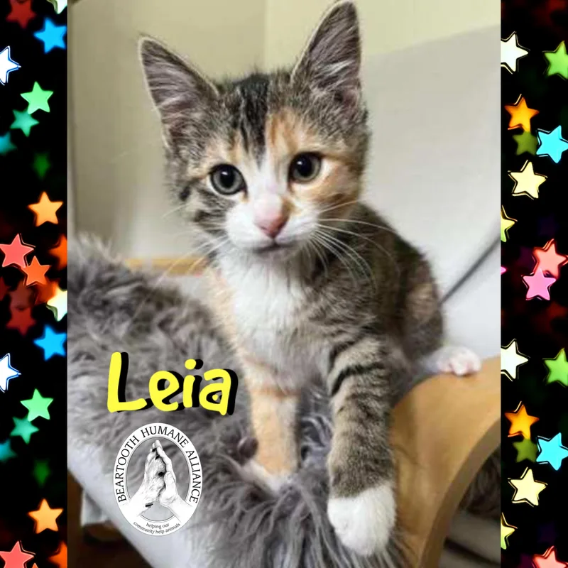 Leia