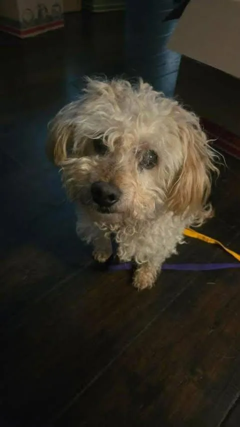 An adult small-sized male Poodle dog named Turkey for adoption in Newport, KY