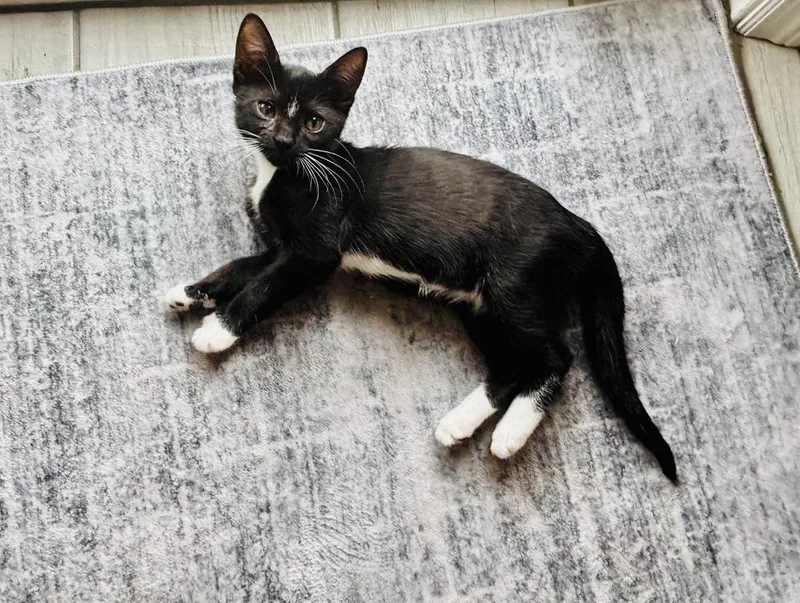 A baby small-sized female Black Domestic Short Hair cat named Penguin for adoption in Orlando, FL