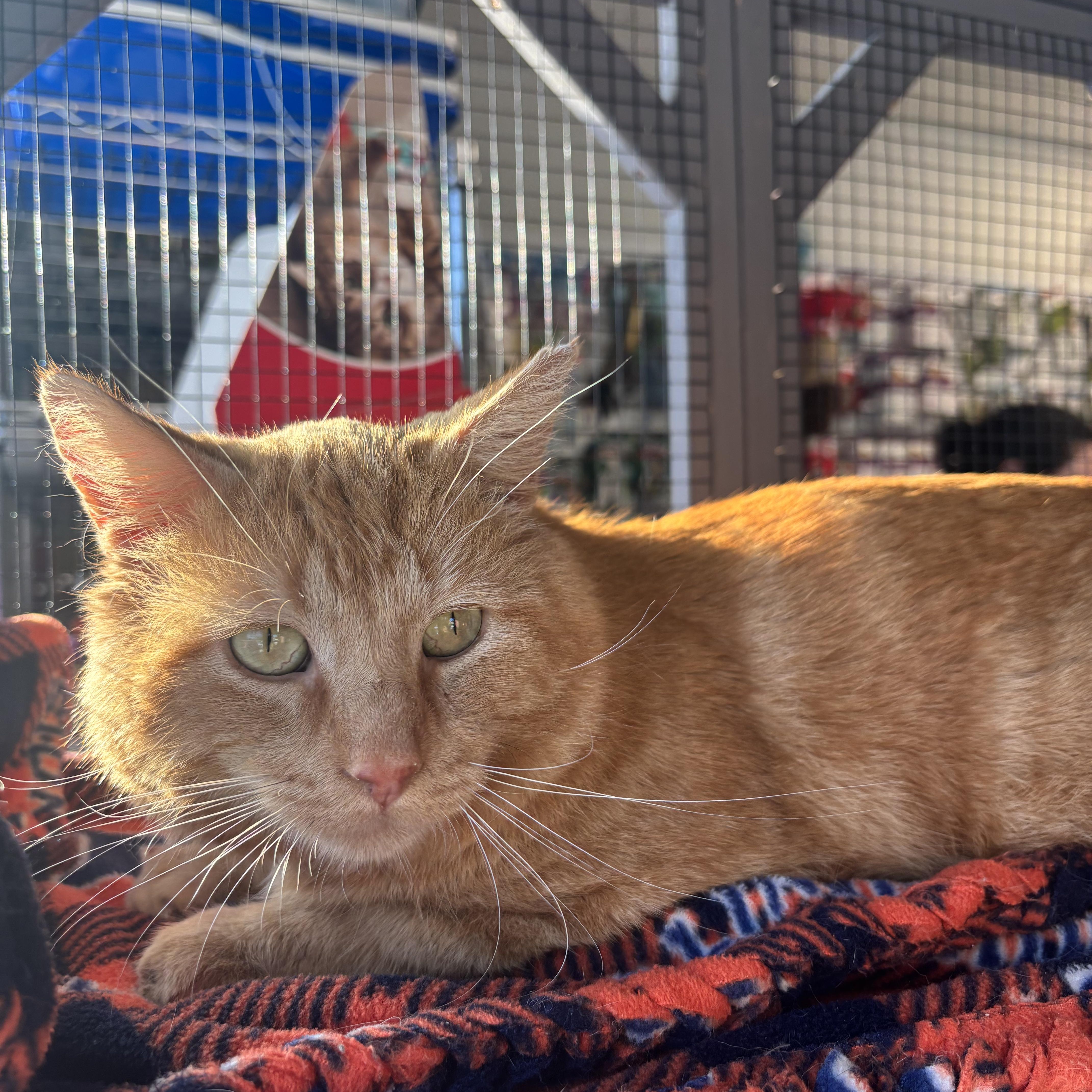 Garfield thumbnail 2