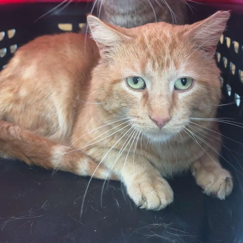 Garfield thumbnail 3