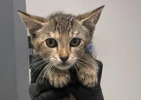 A baby small-sized female Domestic Short Hair cat named Frieren for adoption in El Cajon, CA