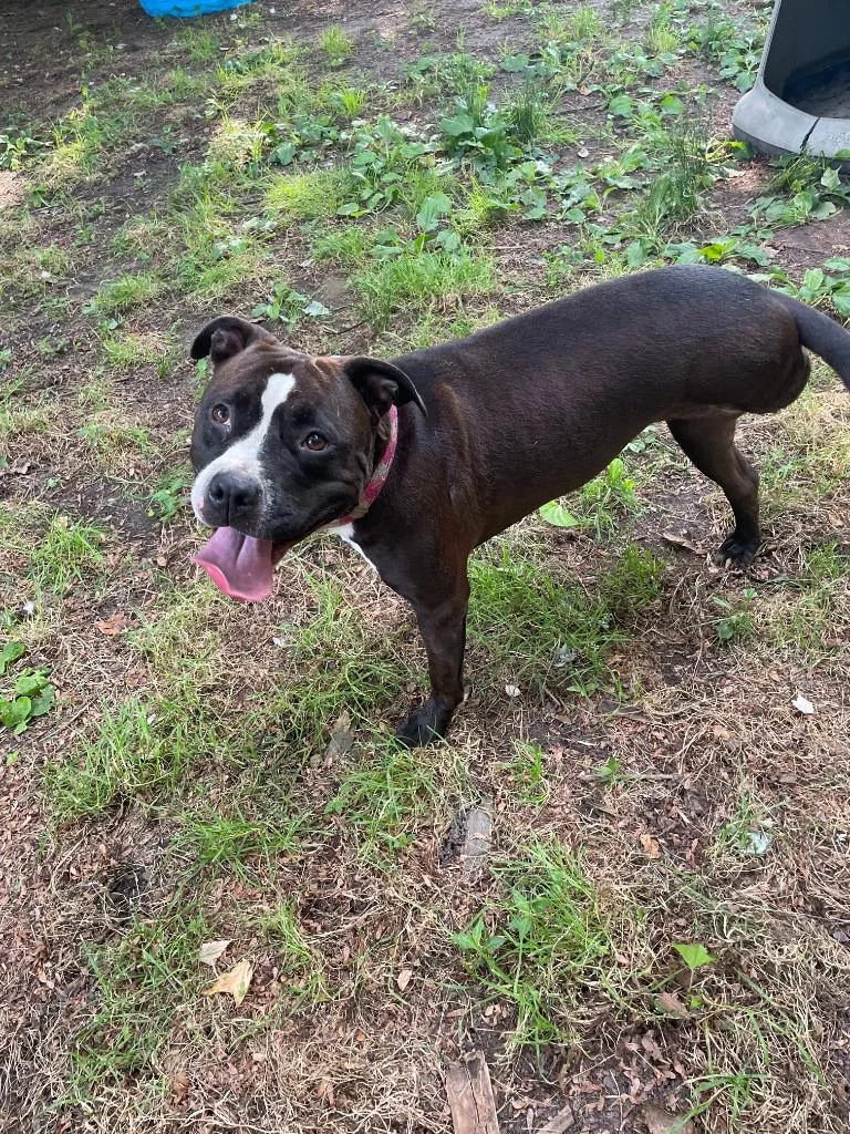 An adult large-sized female Pit Bull Terrier dog named Sweet Pea for adoption in Berlin, MD