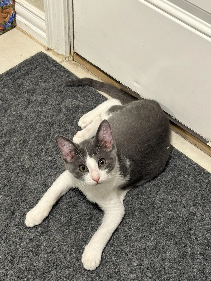 A baby medium-sized male Gray / Blue / Silver Domestic Short Hair cat named Skipper for adoption in Fort Worth, TX