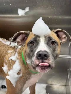 An adult medium-sized male Pit Bull Terrier dog named Goobie Loobie for adoption in Atlanta, GA
