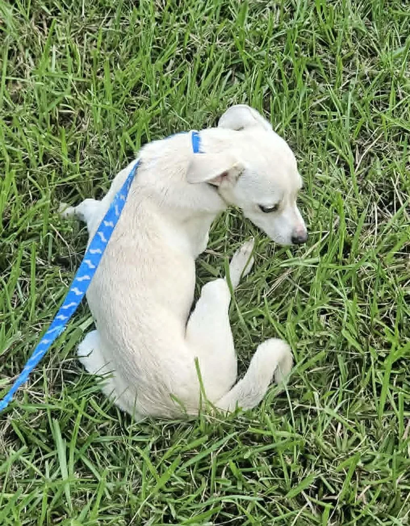 A young small-sized female Chihuahua dog named CreamPuff Chi for adoption in Wakefield, RI
