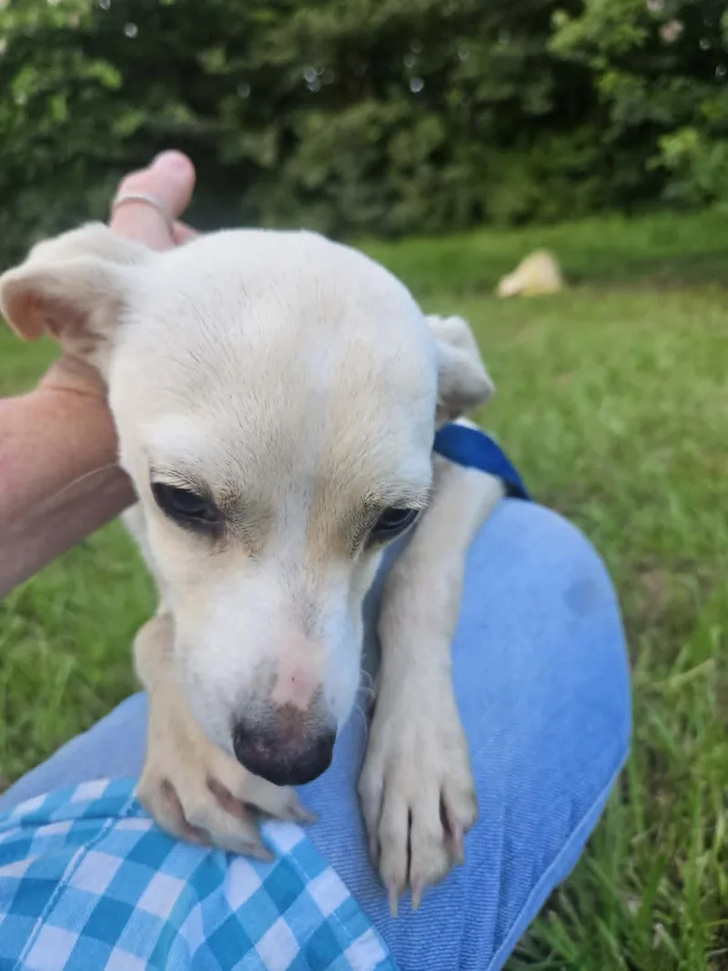 CreamPuff Chi thumbnail 3