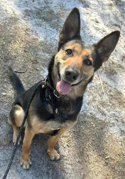 A young medium-sized female German Shepherd Dog dog named Eloise for adoption in Palm Coast, FL