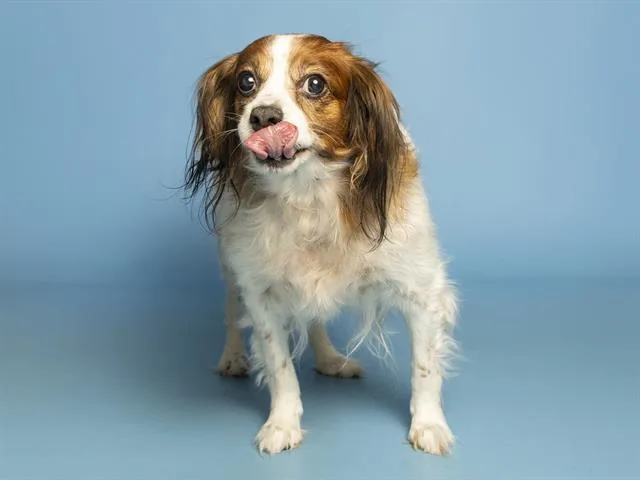 An adult small-sized female Cavalier King Charles Spaniel dog named Little Lady for adoption in Phoenix, AZ