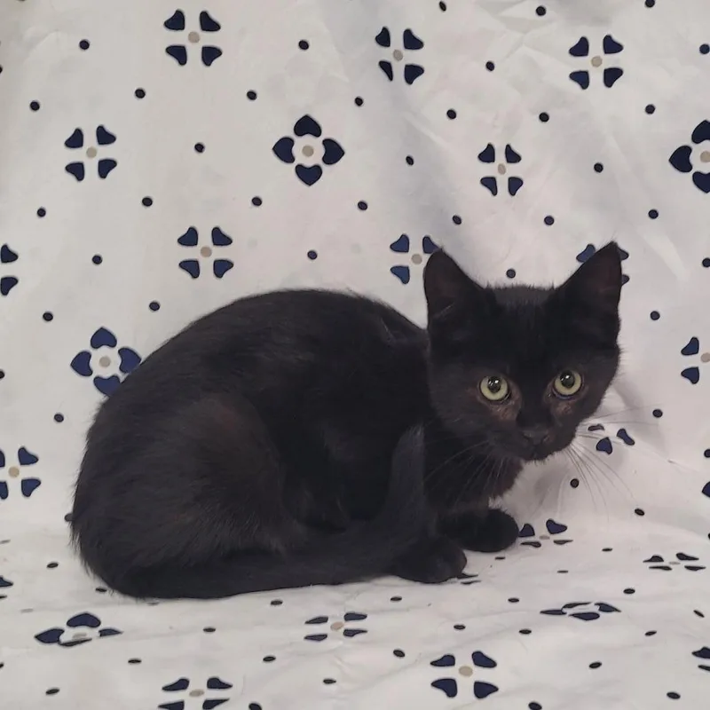 A baby small-sized female Domestic Short Hair cat named Buick for adoption in Coos Bay, OR