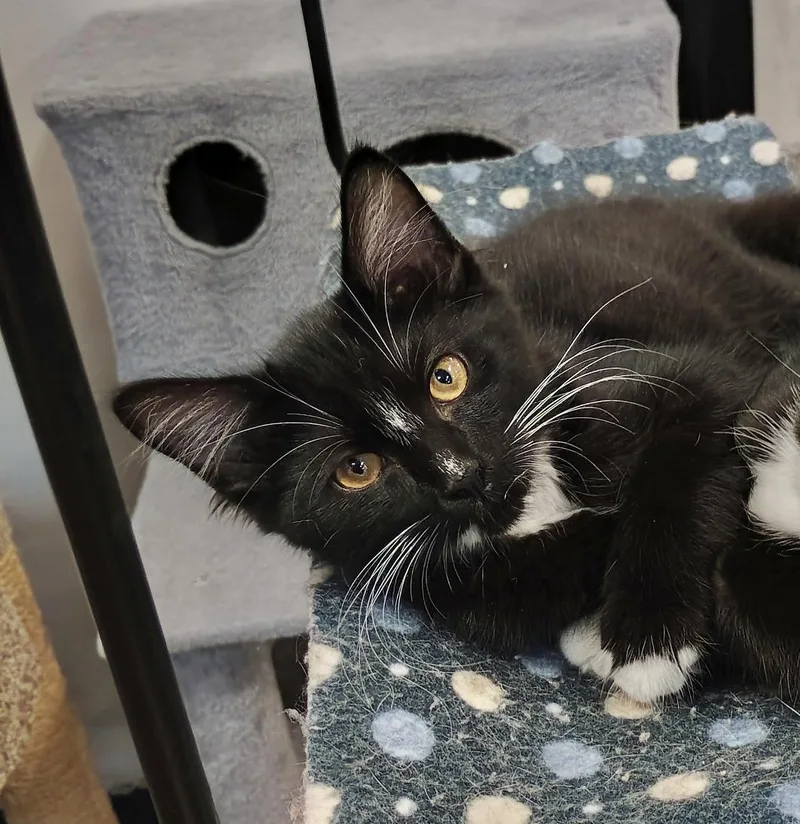 A baby medium-sized female Tuxedo cat named Willow for adoption in Rock Hill, SC